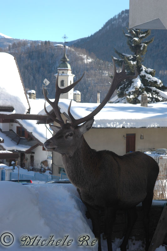 PASSIONE PER IL CERVO